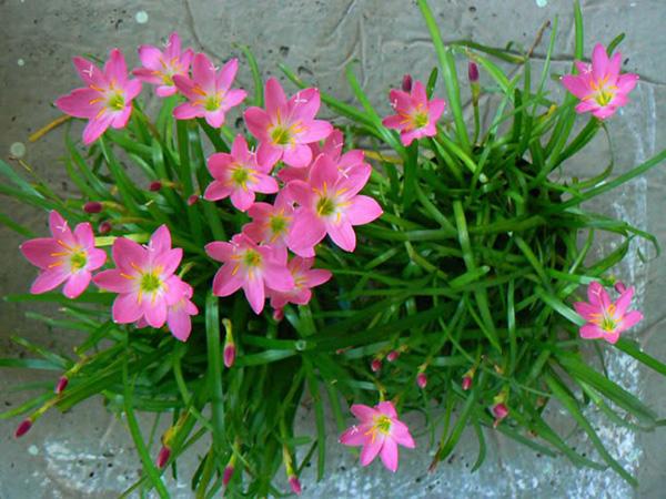 [Mới] - Hạt giống hoa tóc tiên  giá rẻ