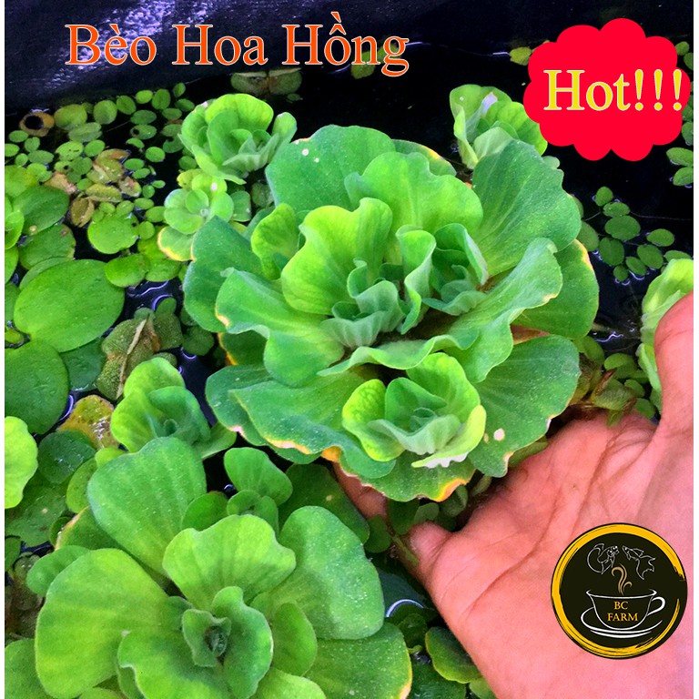 Bèo hoa hồng☘️thủy sinh☘️dễ thương
