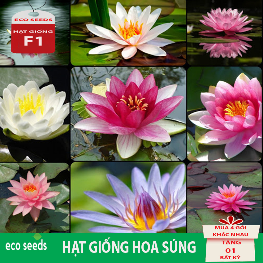 Hạt giống Hoa Súng Thái Mini Mix H14 Eco seeds KLT 5 hạt, tỉ lệ nảy mầm cao, cây sinh trưởng và phát triển tốt.