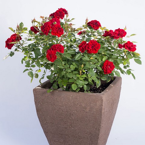 [Cây giống hoa] Hồng siêu nụ màu đỏ size chậu C10