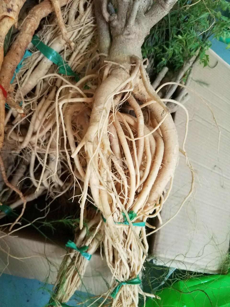 Củ đinh lăng tươi - Đinh lăng nếp củ từ 1-1.3kg/củ - Giao hàng nhanh