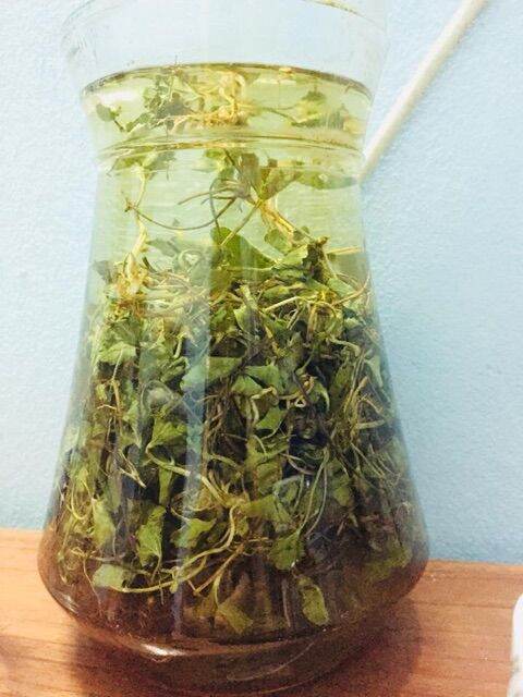 1kg rau má rừng phơi khô thanh lọc giải nhiệt lợi sữa.