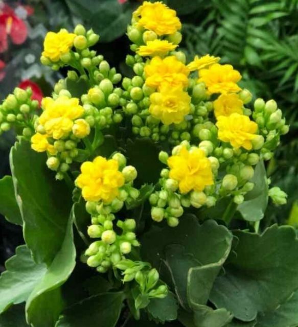 Cây con giống sống đời màu vàng