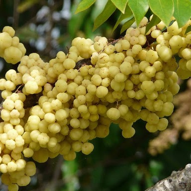 CÂY TẦM RUỘT CHUA, CÂY CHÙM RUỘT CHUA, CÂY TẦM RUỘT GIỐNG, CÂY GIỐNG TẦM RUỘT, CÂY CHÙM RUỘT GIỐNG, CÂY GIỐNG CHÙM RUỘT