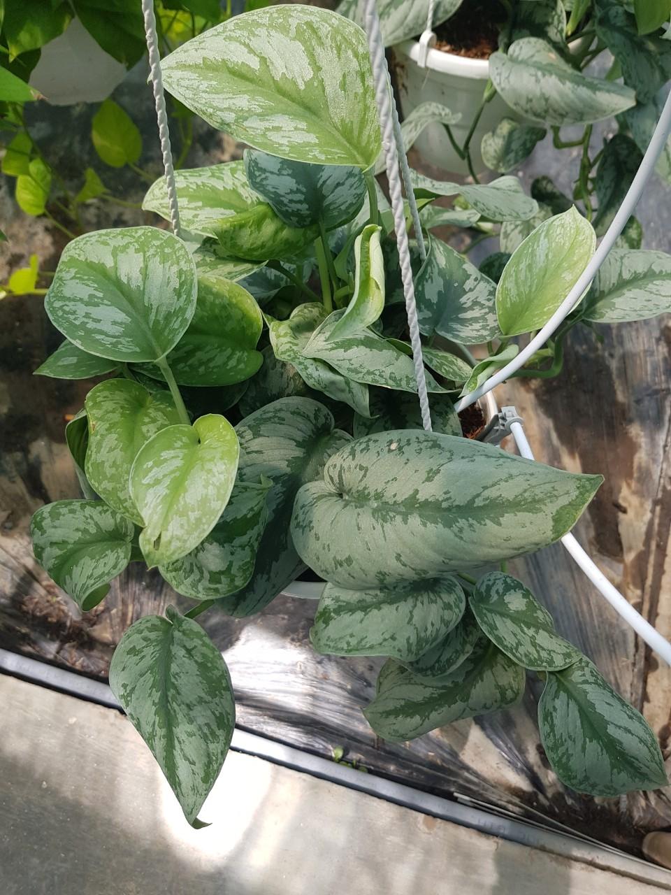 Trầu Bà Lụa - Cây Cảnh Chậu Treo Cây trầu bà lụa mang vẻ đẹp độc đáo nơi từng chiếc lá bầu tròn bản bự cùng màu loang trắng, đốm xanh cho người đối diện cảm giác tò mò, thích thú