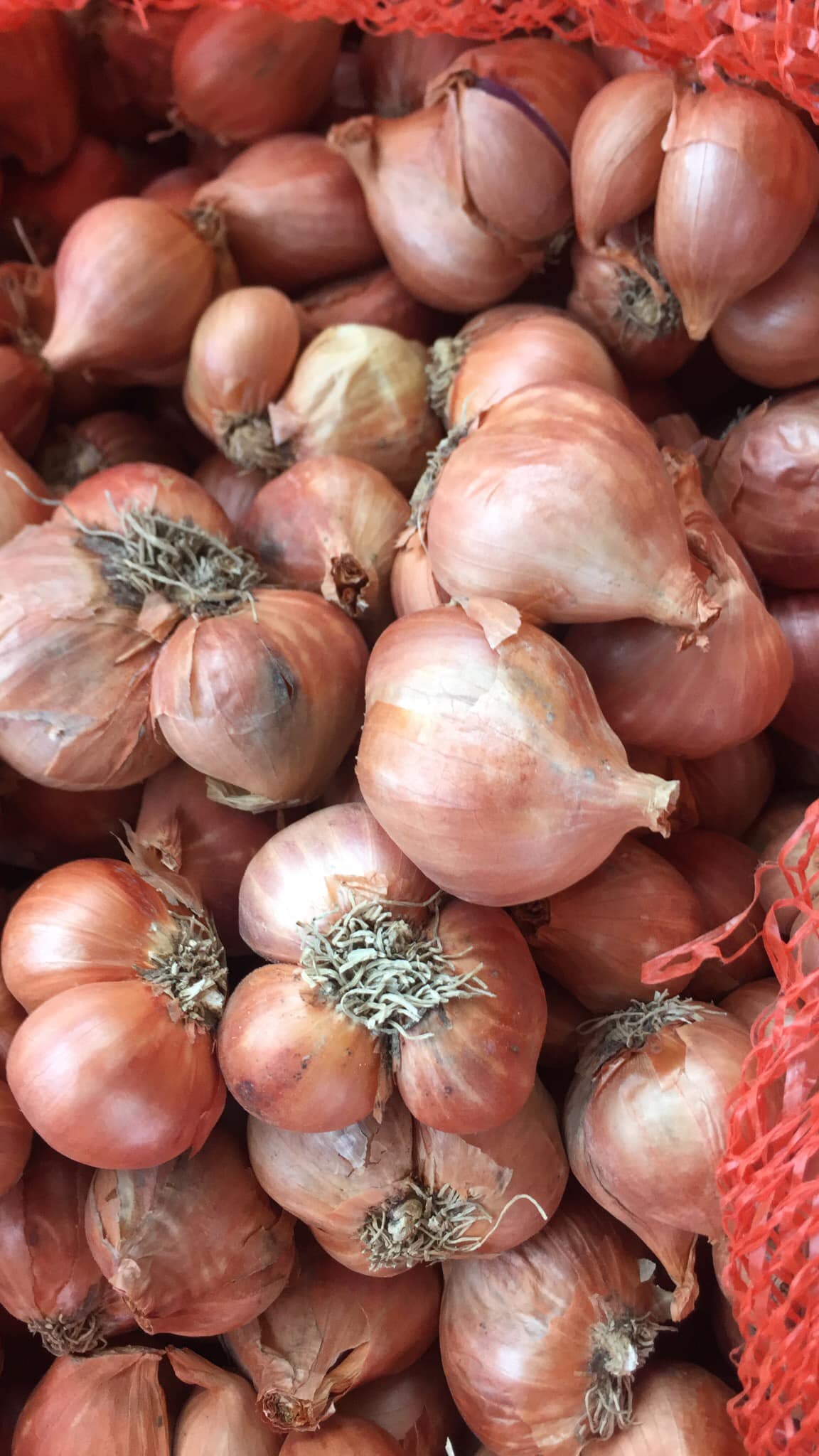 Hành củ kinh môn hải dương - 1kg