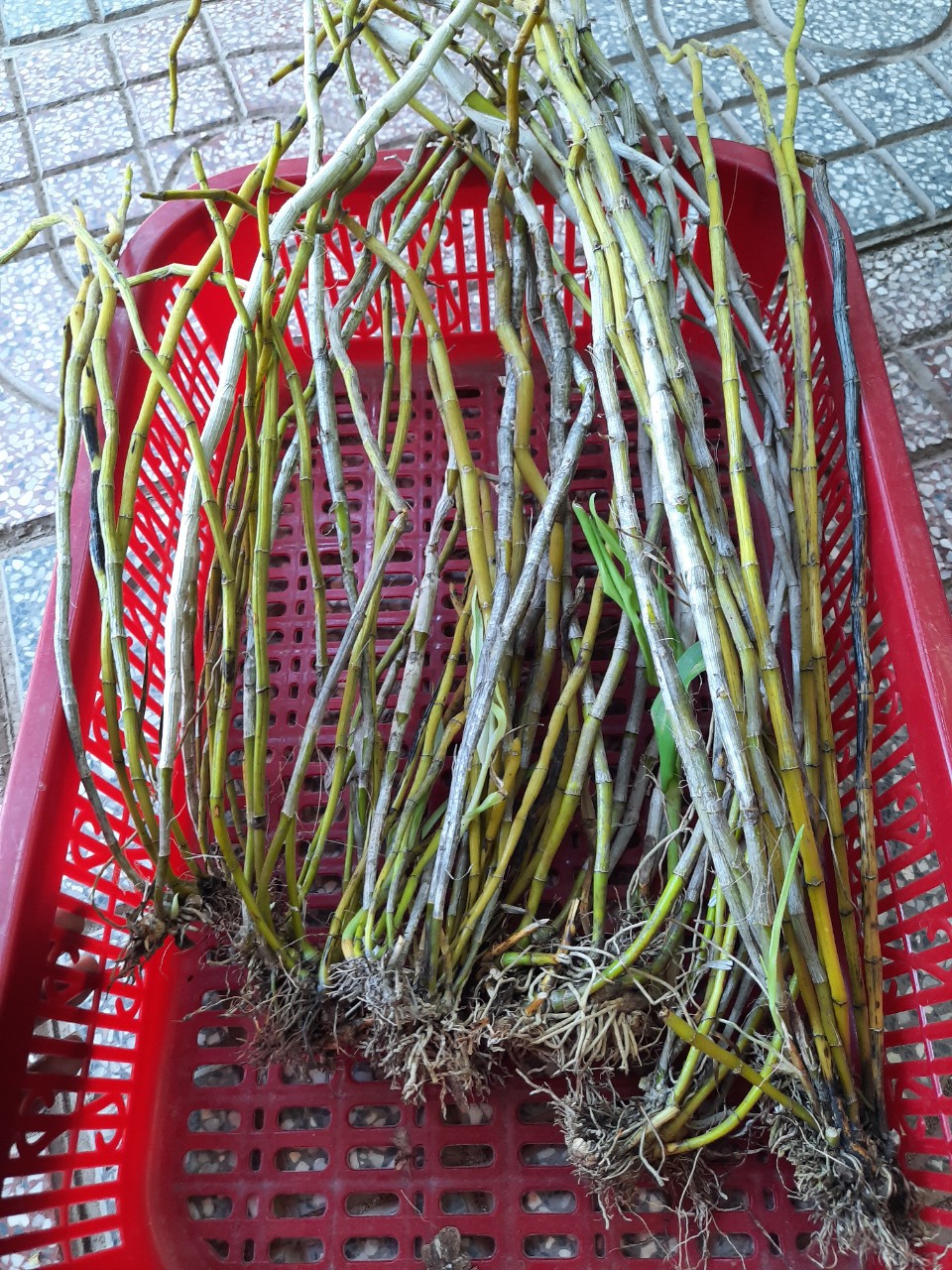 Lan rừng ngọc thạch 3 màu 0,5 kg 75k