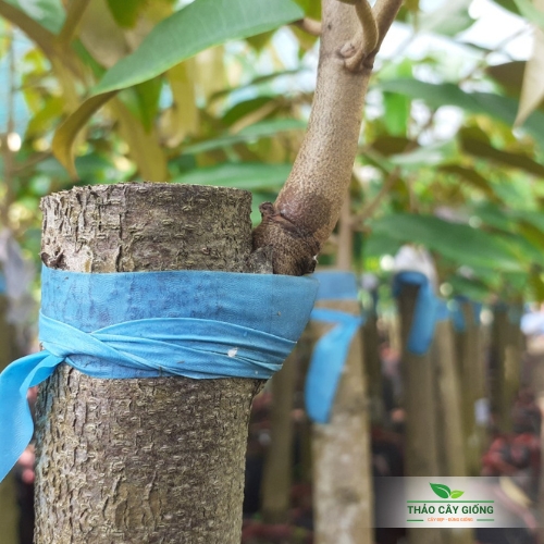 Cây giống sầu riêng musang king - cây đẹp, đúng giống