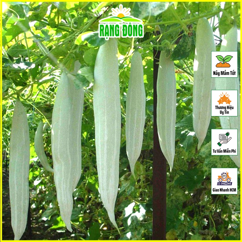 Hạt giống Khổ Qua Tây Trái Ngọt, Trồng Quanh Năm - Hạt giống Rạng Đông