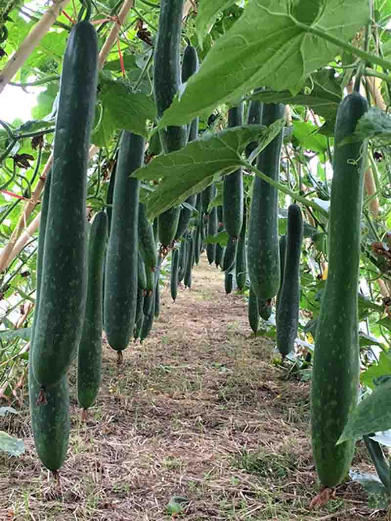 Hạt giống Bí xanh trái dài - Gói 50 hạt