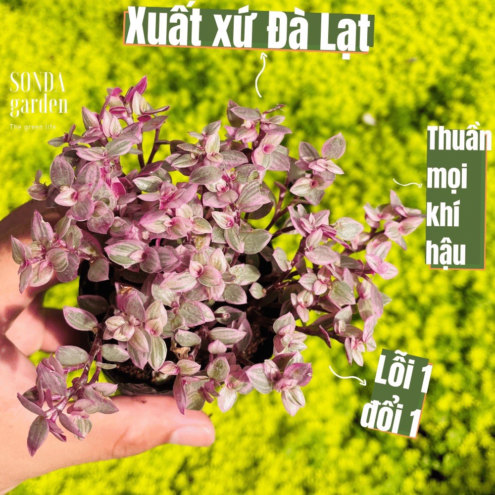 Cỏ pink lady size bé siêu khoẻ đẹp lỗi 1 đổi 1