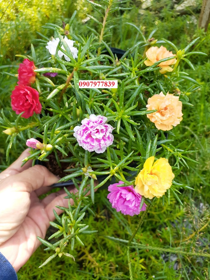Chậu hoa 10h thái