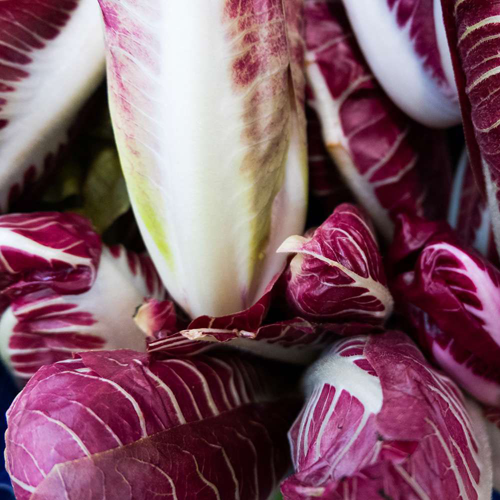 Hạt giống rau Diếp Xoăn Đỏ PSV94 | Phởms Market