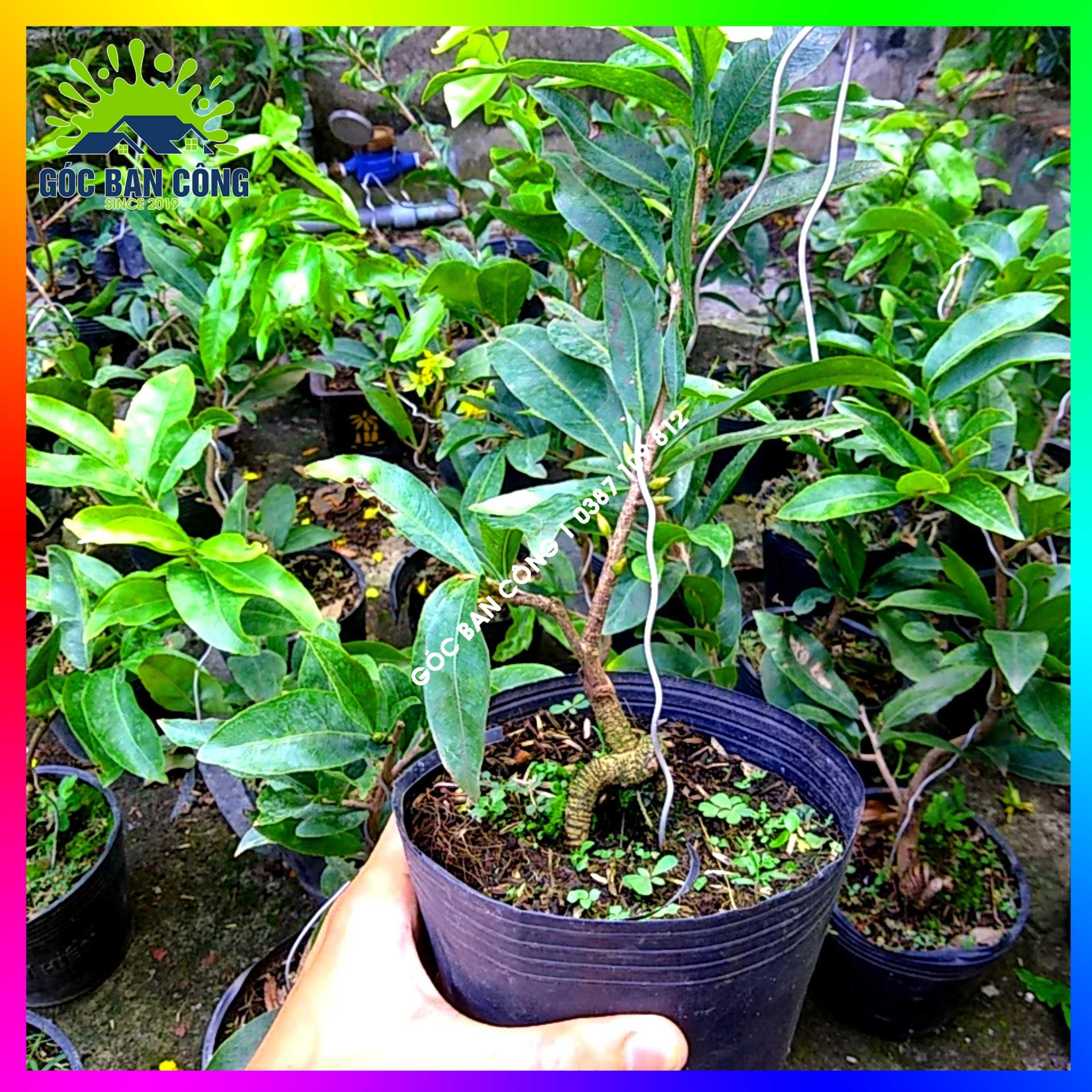 Mai Đại Lộc Bonsai Mini