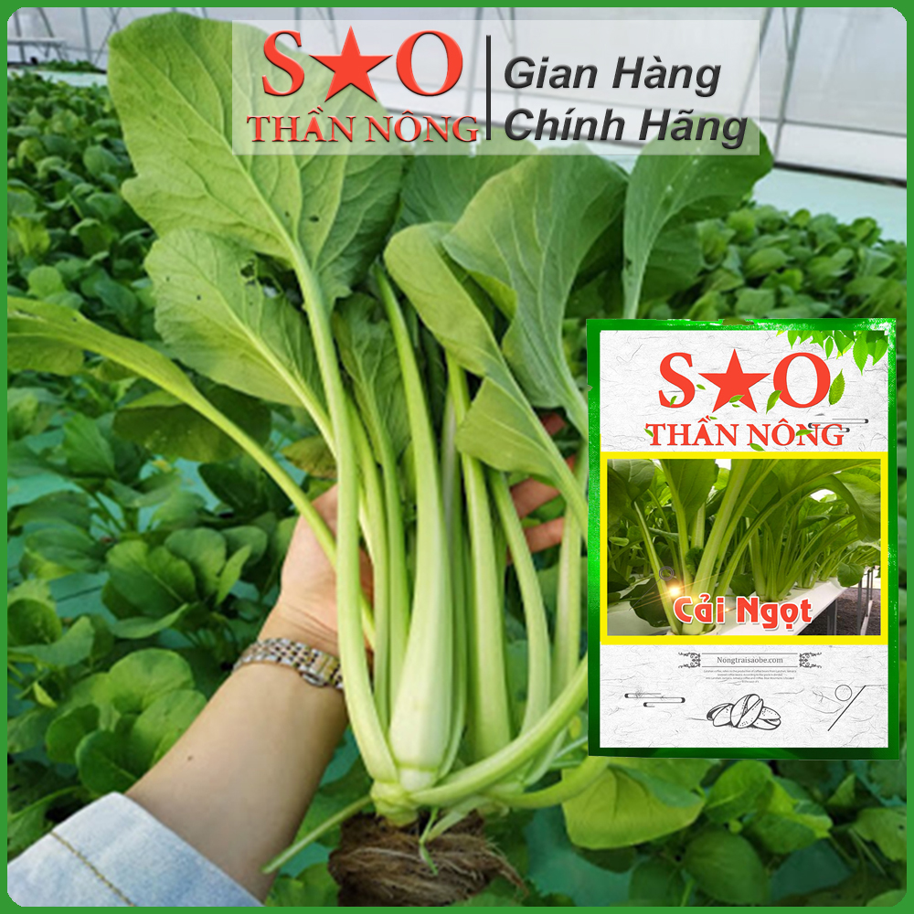 Hạt Giống Cải Ngọt  cao sản -Hạt giống rau Sao thần Nông -gói 20g