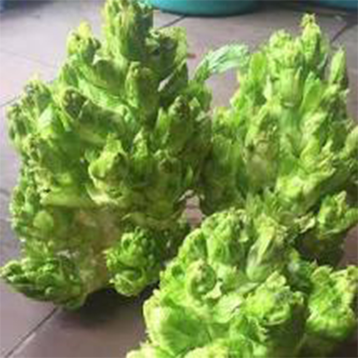 hạt giống rau cải mầm đá gói 50 hạt mua từ 50k tặng 2 sản phẩm