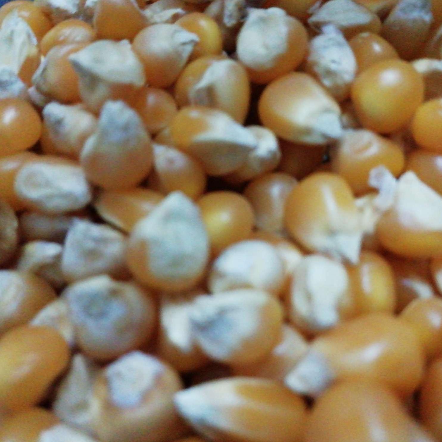 Bắp hạt 500g