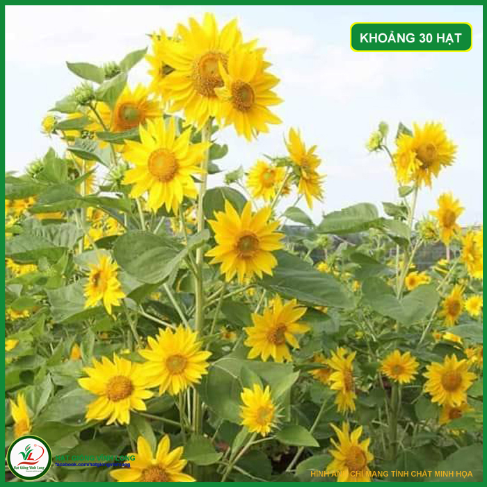Hạt giống hoa Hướng dương tháp RD 916 - 1g