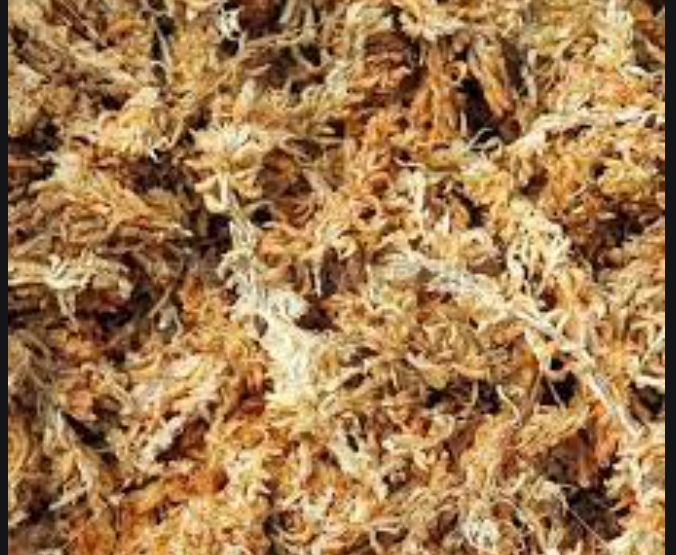 Giá thê trồng lan - Dớn trắng Rêu 1kg nhập khẩu