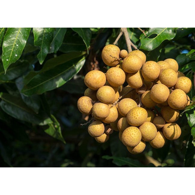 Cây nhãn quế
