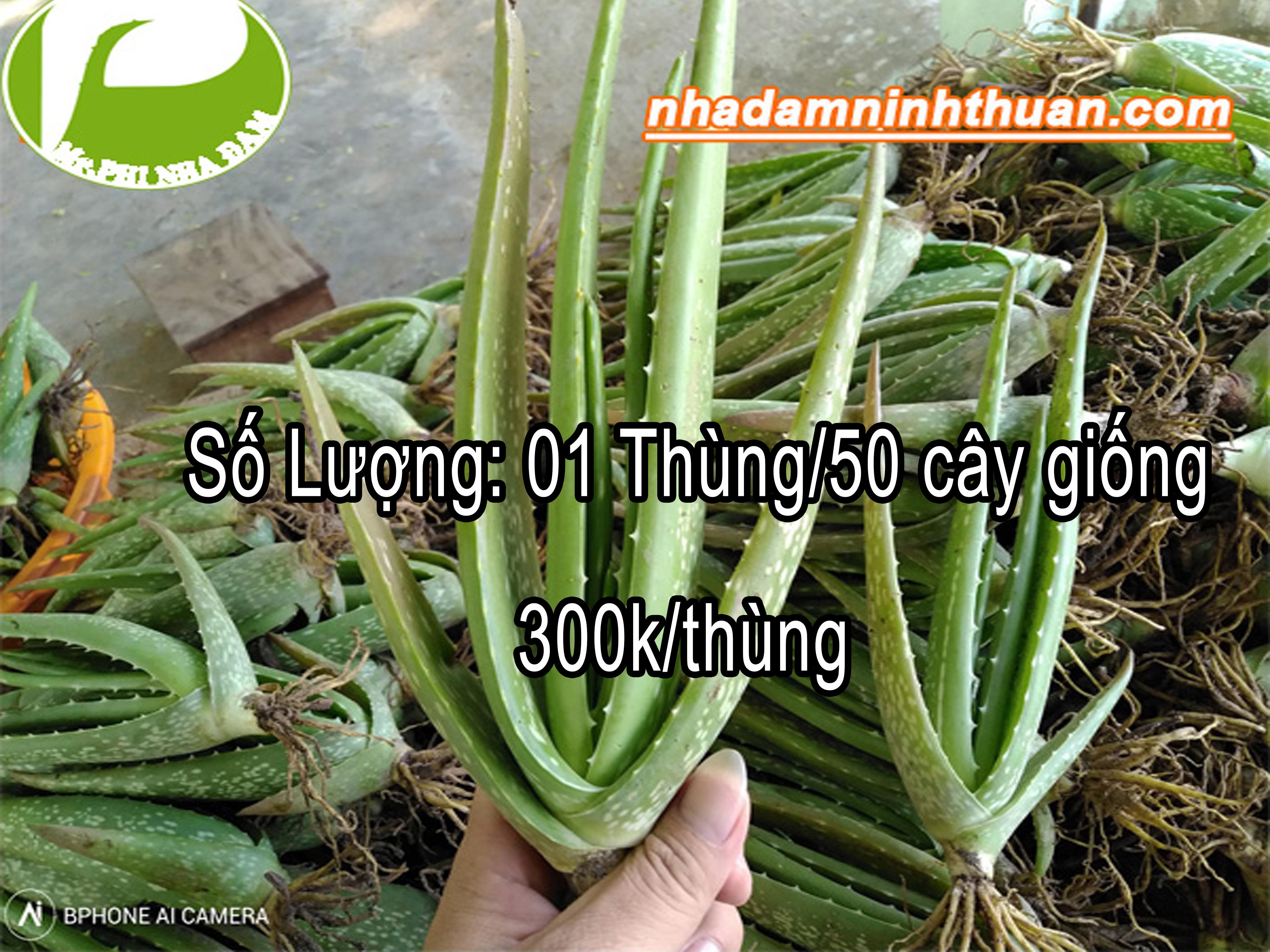 Phi Nha Đam Aloe Vera Cung Cấp Nha Đam Giống Thái Năng Suất Cao Cây Từ 01 Đến 03 Tháng Tuổi Thùng 50 Cây Giống Trở Lên Zalo 0911.495.700