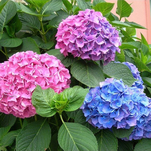 Hạt giống hoa cẩm tú cầu LUCKY SEEDS -10 hạt
