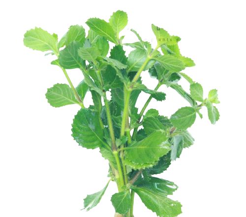 3 nhánh thủy cúc - Cây thủy sinh hồ cá - Dễ trồng và không cần CO2