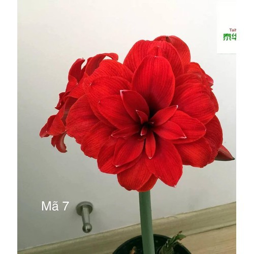 Củ hoa lan huệ ngoại Hà Lan double dragon 28-30-Hàng oder trước 4-5 ngày