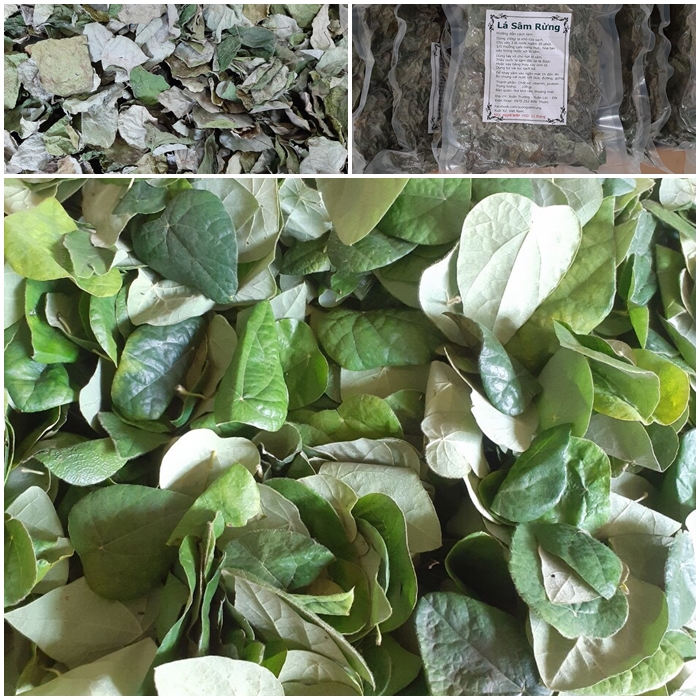 Lá sương sâm lông rừng phơi khô làm thạch sương sâm 100g kèm theo nang mực (100g làm được hơn 2kg thạch) thanh nhiệt cơ thể