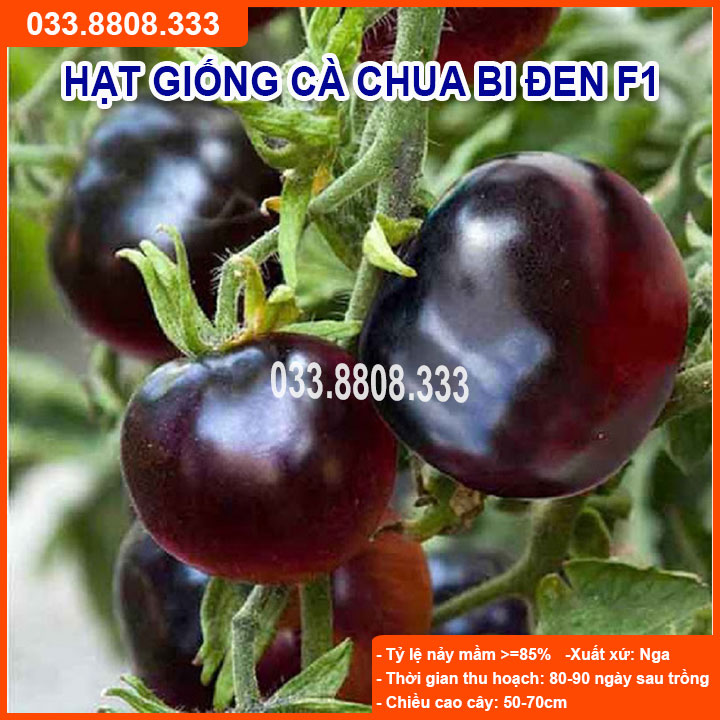 Hạt giống cà chua bi đen - giống mới