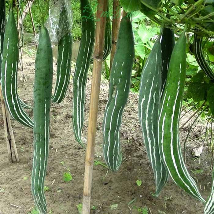 Hạt giống khổ qua tây - gói 15 hạt
