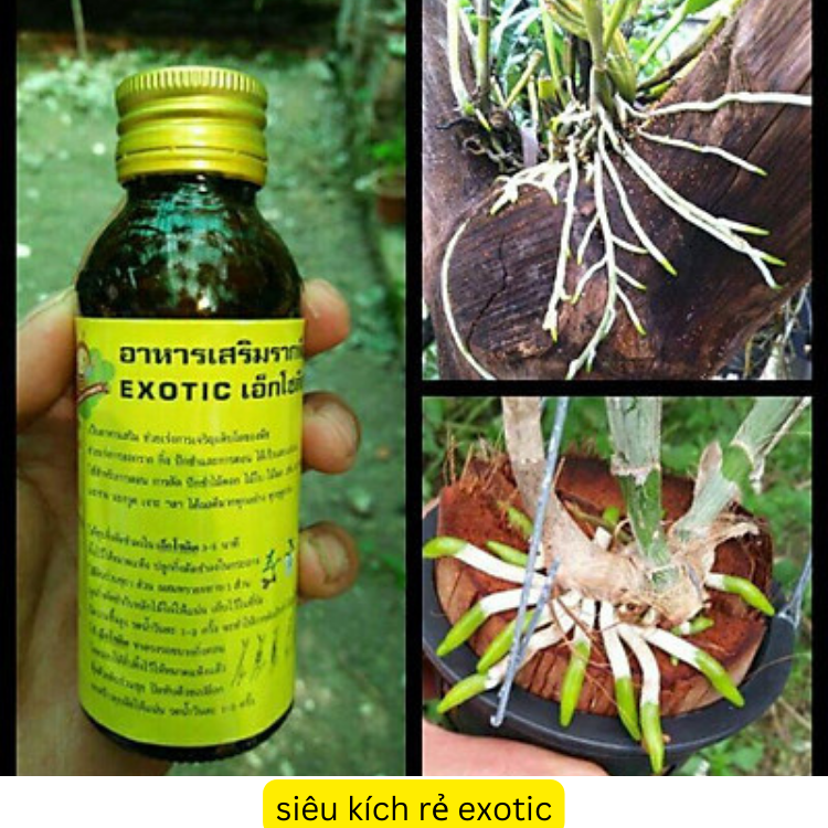 Siêu kích rễ thái lan exotic cực mạnh mới lọ 100ml
