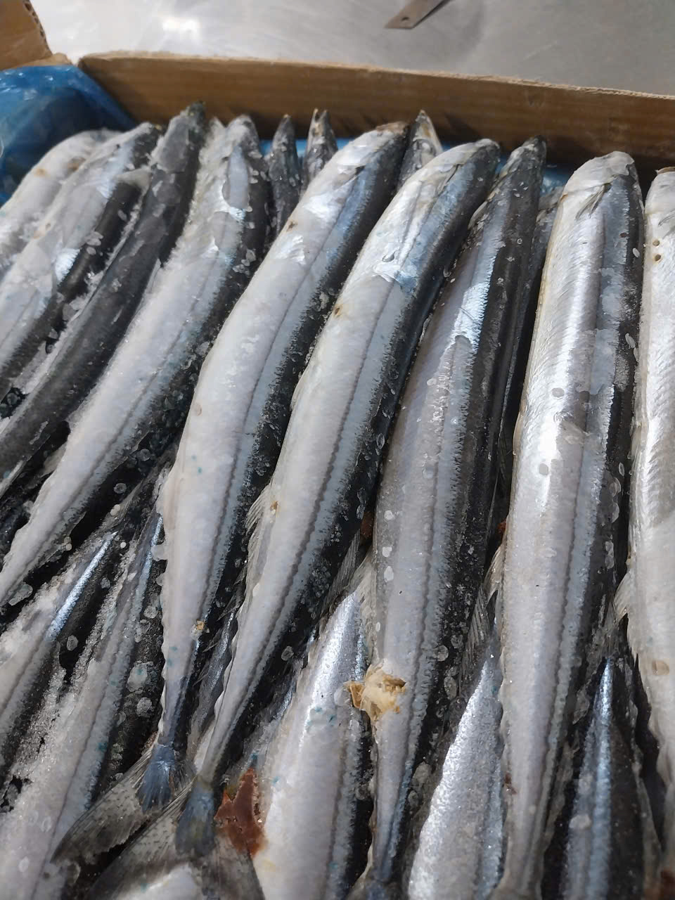Dao Mackerel Fresh Frozen Fish, 1kg Bag (Delivery Within 2 Hours in Hcmc)