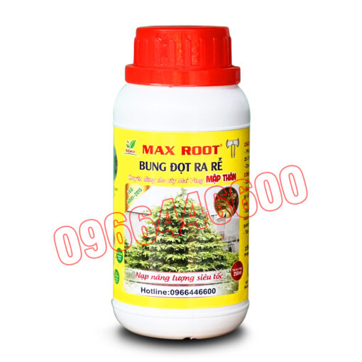 Maxroot bung đọt ra rễ cho mai vàng