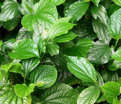 "gói 10 hạt " hạt giống cây lá lốt