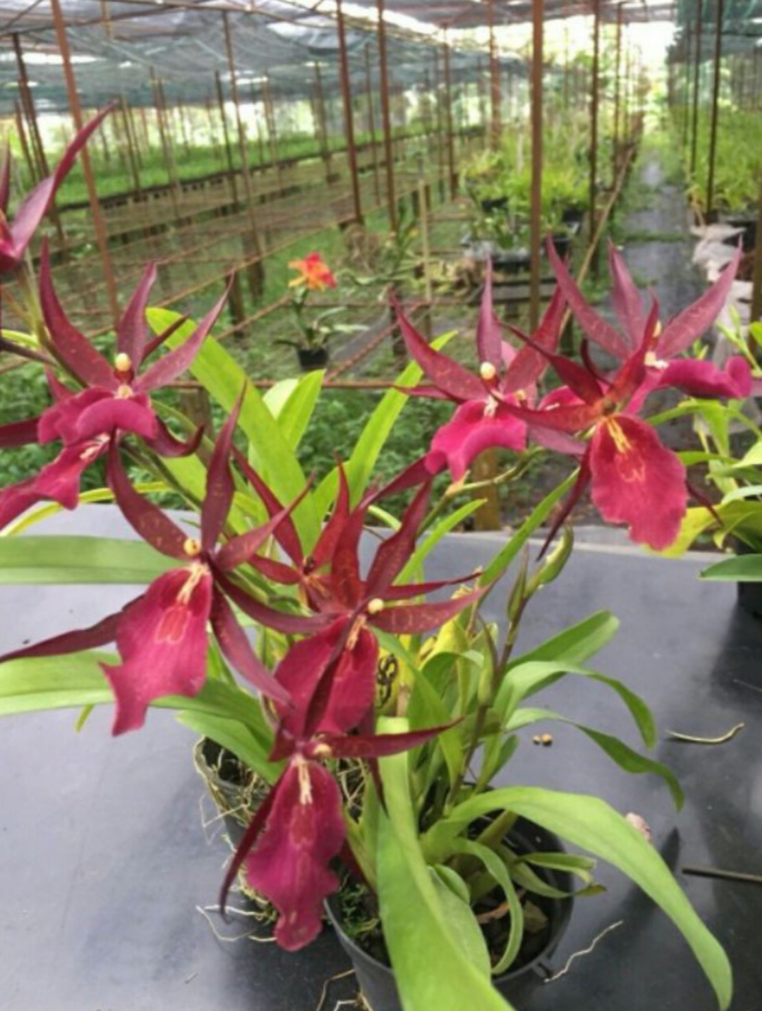 hoa lan: VŨ NỮ NHỆN ĐỎ chậu trưởng thành sắp hoa