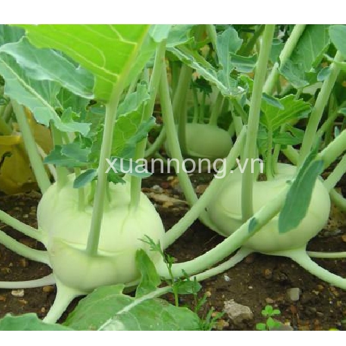 Củ su hào