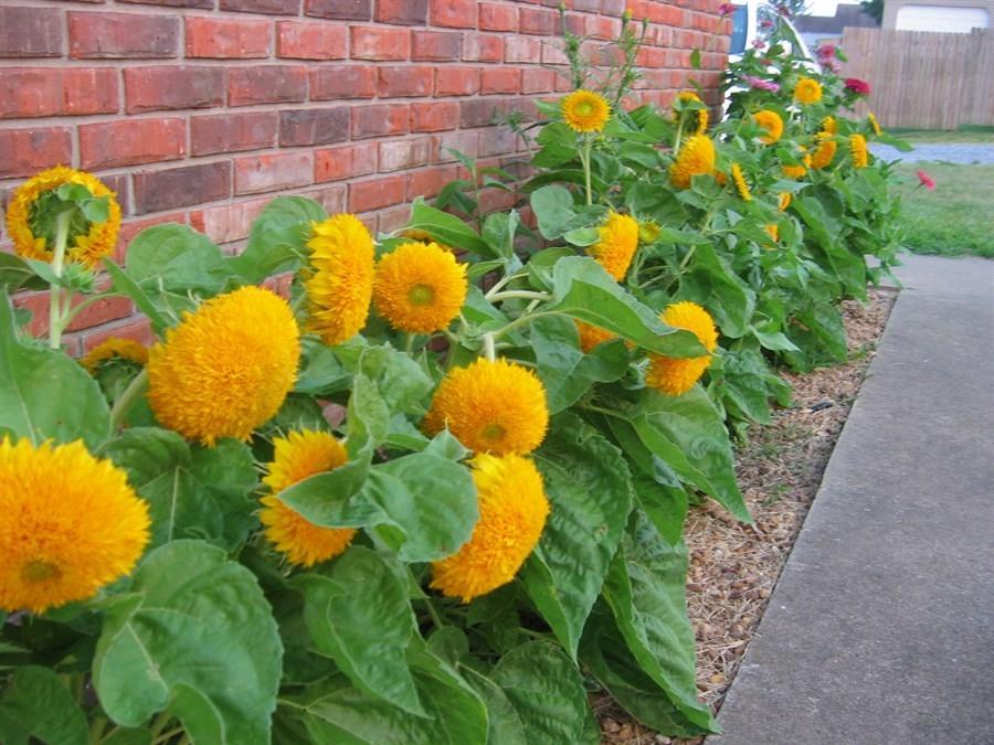 Hạt giống hoa Hướng Dương Xù (Helianthus Giant Sungold)