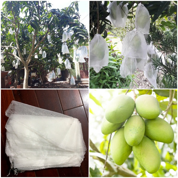 100 CÁI Túi bọc Xoài cát bọc Bưởi KT 30x35cm có dây rút bằng vải không dệt dùng nhiều mùa Túi bao trái cây Ánh Dương