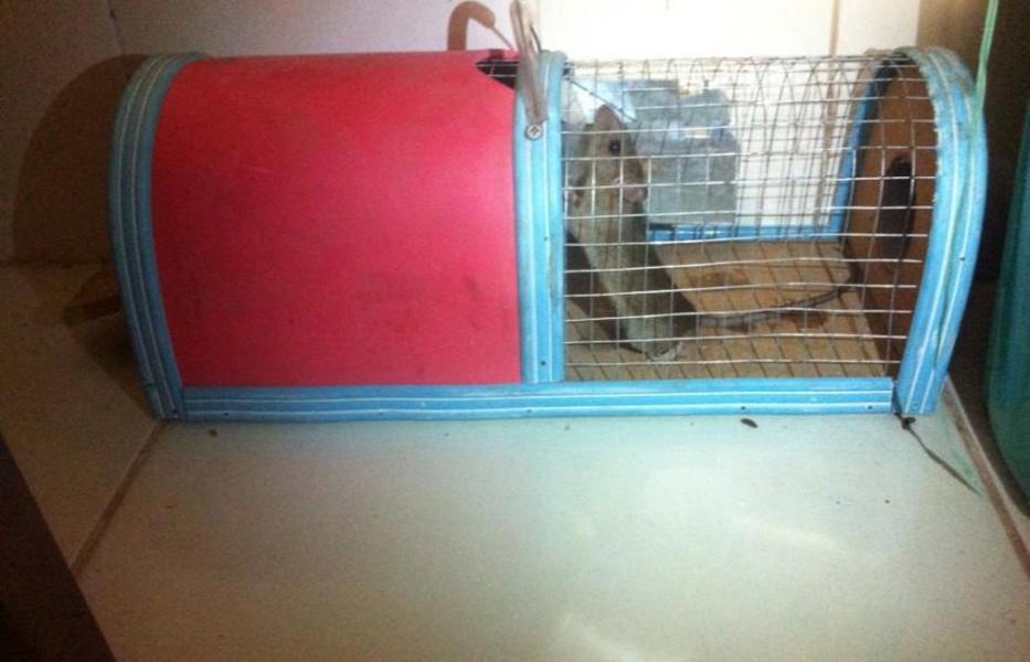 Bẫy Chuột Thông Minh Cao Cấp Bằng Gỗ, Mô Hình Bẫy Cao Cấp, Thân Thiện Với Môi Trường, Mang Tính Nhân Văn