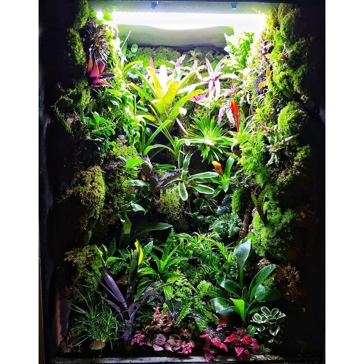 Rêu trang trí thủy sinh tiểu cảnh, terrarium