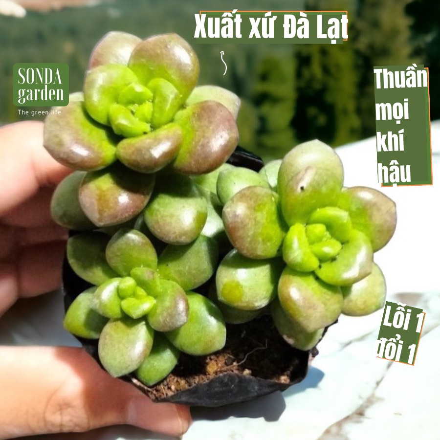 Sen đá chilli cheese sonda garden size bé 5-8cm, cây cảnh trang trí nhà cửa, lỗi 1 đổi 1