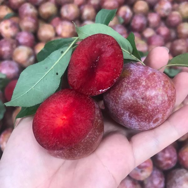 Combo 2 cây giống mận tam hoa - FREE SHIP TỪ 50K