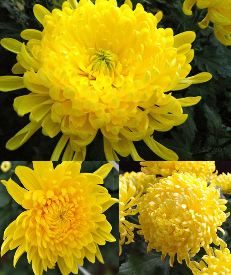 HẠT GIỐNG HOA CÚC VÀNG (CÚC ĐẠI ĐÓA)