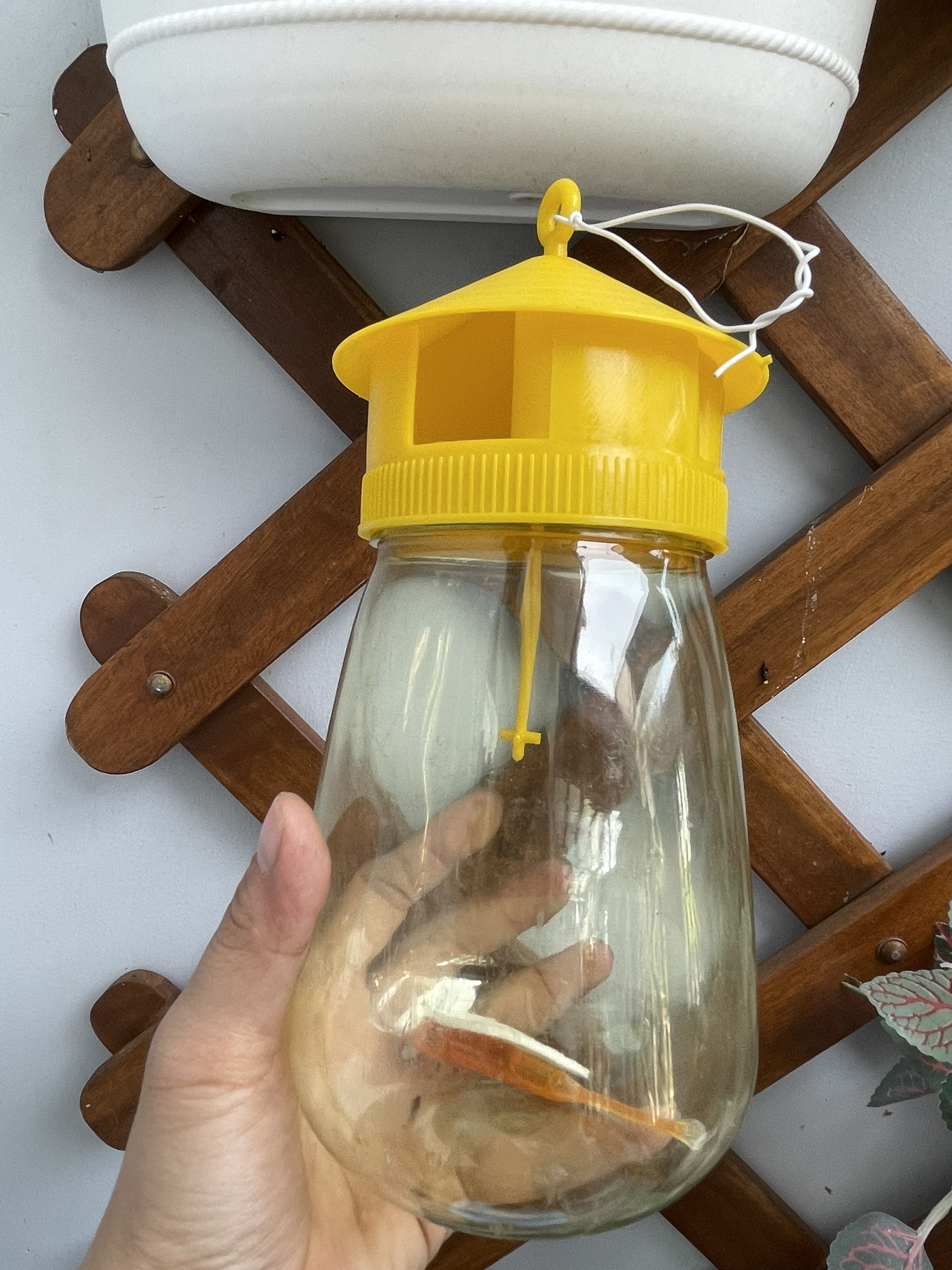 Dụng cụ bẫy ruồi vàng , lồng bẫy ruồi vàng