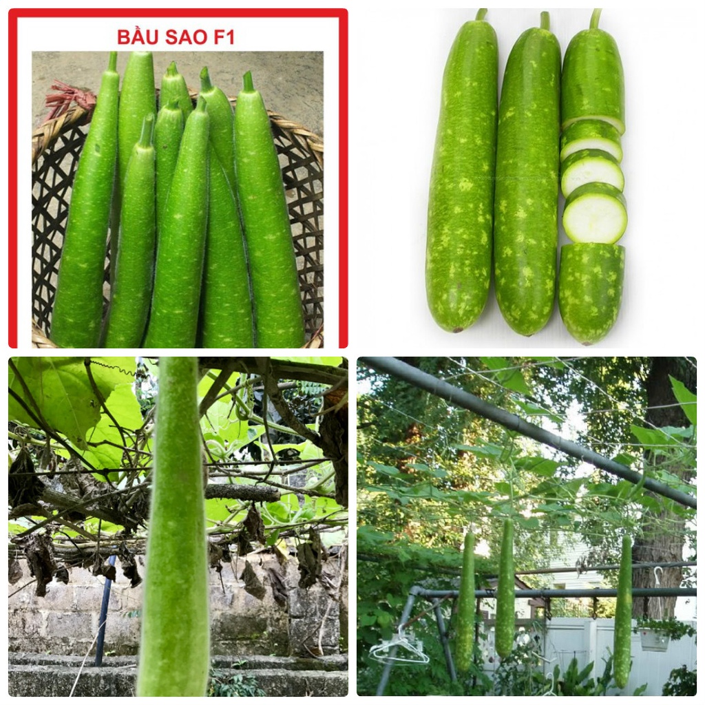 10h - #hạt_giống_bầu_sao_dài_ngắn
