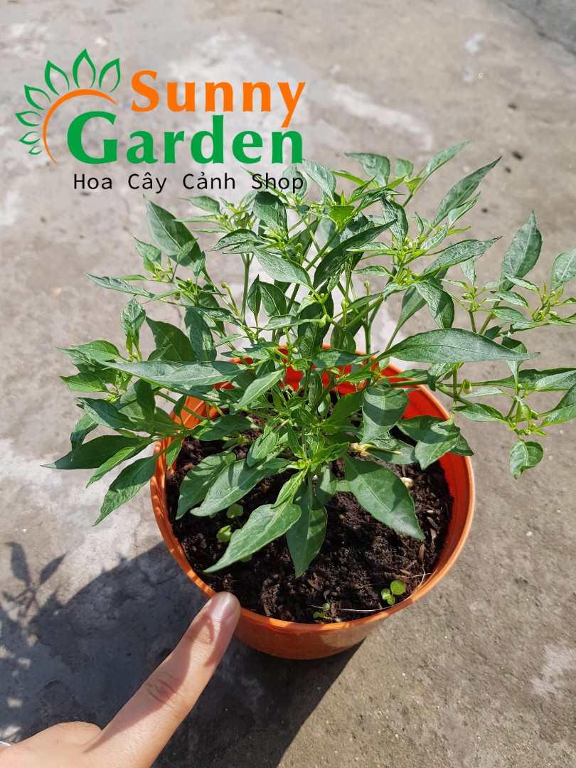 Ớt Mini - Cây Ăn Quả