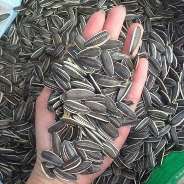Sỉ 1 kg Hướng dương đen