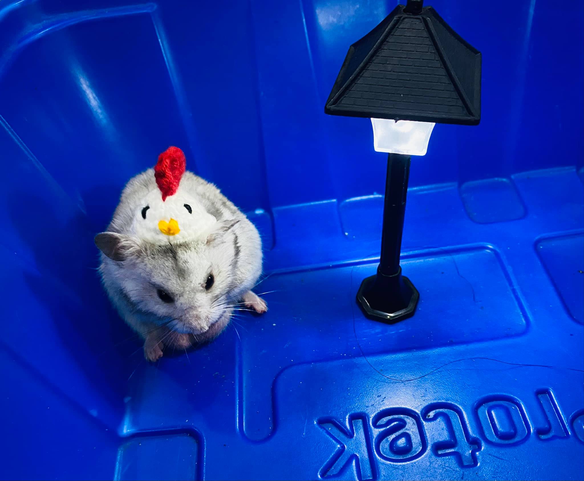 Đèn trang trí chuồng cho hamster