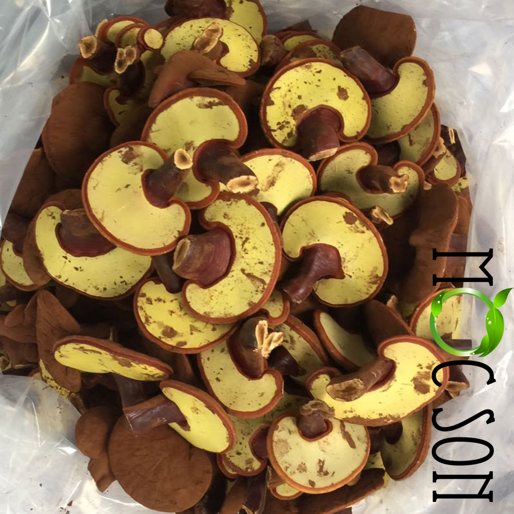 [Hoàn Tiền 10%][HCM]250g Nấm Hồng Chi Thượng Hạng Mộc Sơn